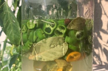 Today's Pick&Pickle: Jalapeño & Bell peppers, garlic, bay, lime, cilantro and curry leaves, rosemary, 2% brine