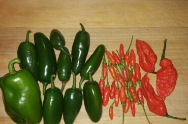 Today's harvest