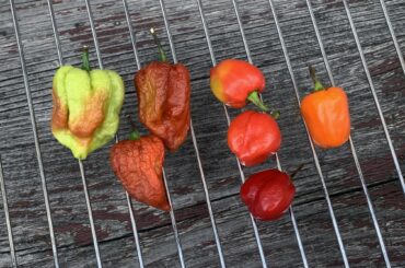 Post-aphids habanero underdevelopent