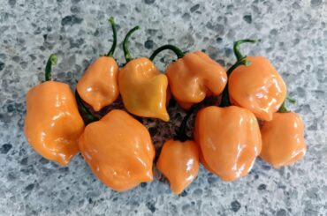 Habaneros are my favorite, but tough to find in Ontario. This year I decided to grow my own! First harvest is small, but so delicious...
