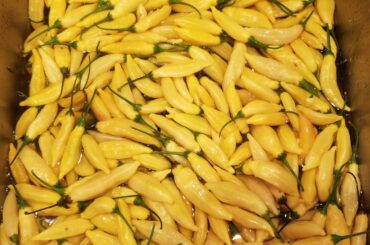 A sink full of hot lemon peppers - prepping for dehydration