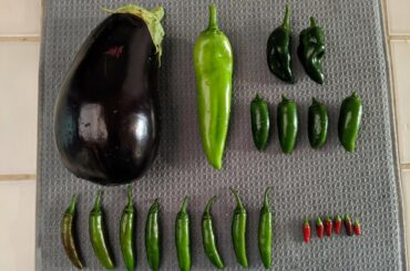Spicy September Harvest (and an eggplant)