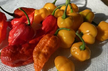 Ghost pepper hot sauce (Homemade)