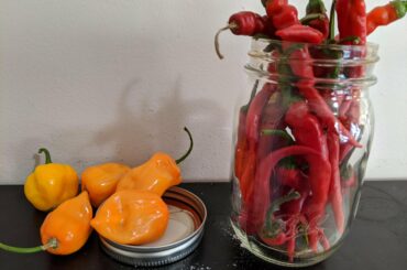 First time growing peppers. Habs and cayennes.