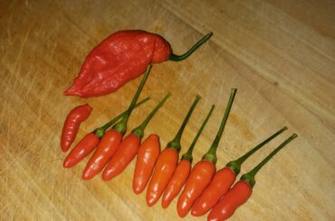Cute little Tabasco and a ghost pepper from the garden 🌶