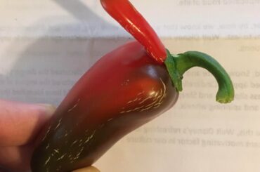 This jalapeño I grew is definitely a boy