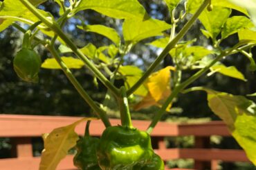 Growing Habaneros for the first time!
