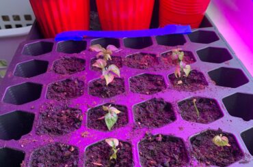 A little late to the party...but better than never: 7 Pot Katie, 7 Pot Lava Chocolate and Rusalka’s Revenge(Left->Right)
