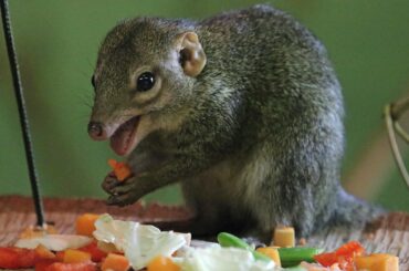 If ever this community needed a mascot, I think we've found a great candidate