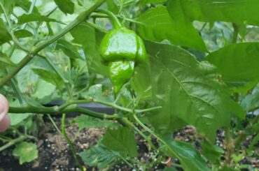 My scorpion pepper finally bore fruit!