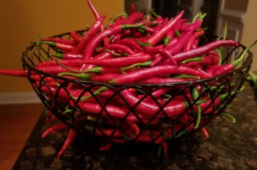 Over 2.5 pounds of Thai chilis picked from my garden today!