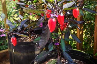 Count Dracula peppers