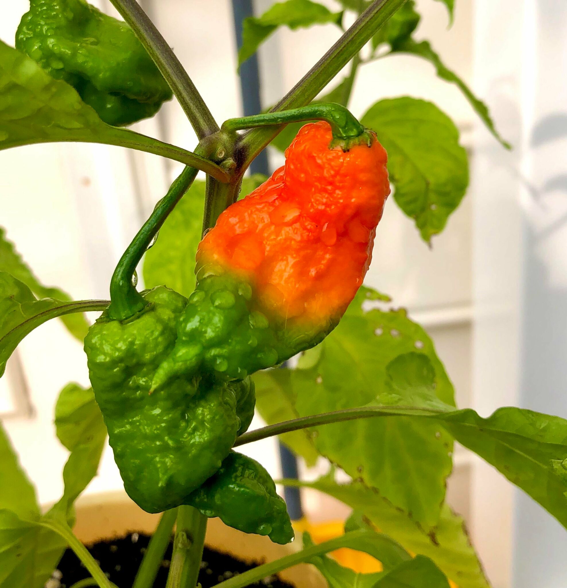 My ghost pepper looks like the Scoville Scale. Chili Chili