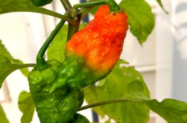 My ghost pepper looks like the Scoville Scale.