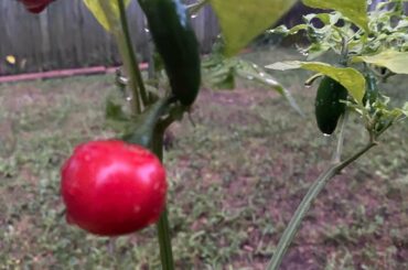 Help: These peppers look completely different and are on the same plant - what kind of pepper plant is this? Our labels washed off...