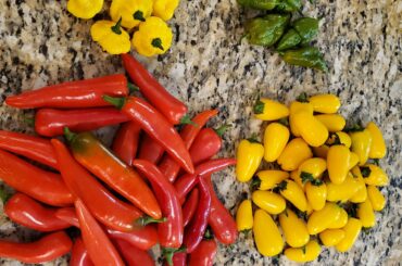 First year growing peppers, I'm using the opportunity to get back in touch with a fellow chilli head and old friend this weekend. Could use some pointers on what to do with this batch.