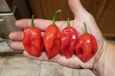 Spicy Bois. Fresh Habaneros from the garden.