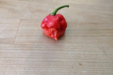 I've always tried to manage to grow super hots up here in the upper peninsula of michigan and this year I finally pulled it off. My little plant managed just this one little carolina reaper but damn I'm proud of it.