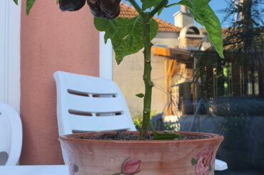 I bought the seeds at the market, but the lady didn't know the species. Could you help?