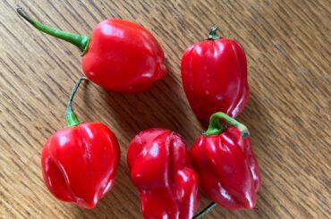 Can someone tell me what these are? I would say Habaneros but they were sold as Reapers.