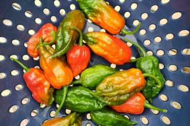 My Ghost Pepper plant has been a phenomenal producer for me this year!
