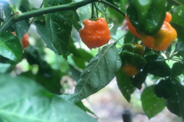 Habanero 9/10/20