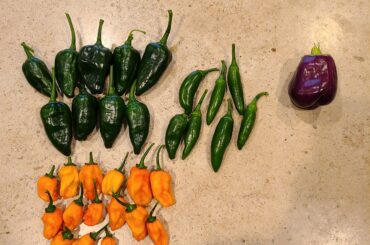 Home garden bounty...its about salsa o'clock