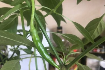 My first pepper! 🌶