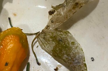 This is what the snails leave behind after munching on my ghost peppers.