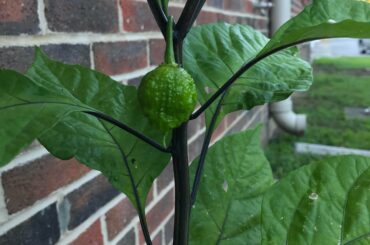 I only have the lone reaper at this size, with a smaller one forming and possibly a couple others starting, but I’ll get at least one from my plant.