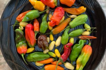Spicy assortment I picked up from the farmers market today.