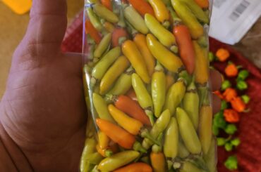 Tabasco plant cut down and brought in for the winter. This is what was left on the plant.