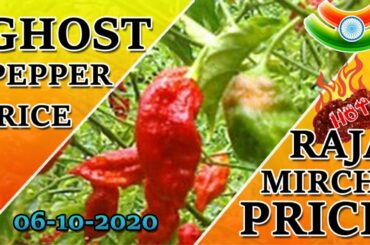 ghost pepper price | ghost chilli price | ghost chili products | naga chili price