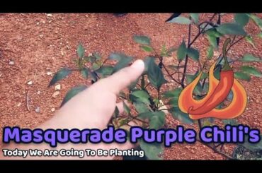 We planted Rare Masquerade Purple Chili's !!