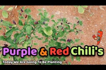We planted Colourfull Purple and Res Chili's !!
