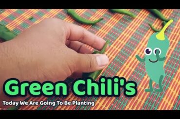 We planted so many Green Chili's at the Garden !!