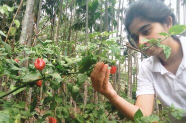 Green Chili Sauce - Easy way to make home made fresh green Chili Sauce recipe