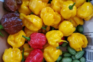 Didn't have time to tend my garden this year and my superhots are basically the only things that didn't get completely decimated by garden pests & powdery mildew.
