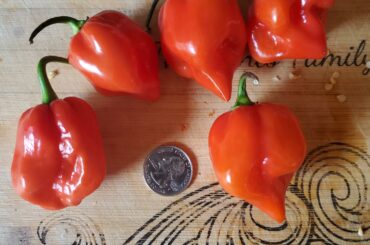 Ever seen a scorpanero? A scorpion and a habanero cross! Hotter then a Hab but with the scorpion flavor