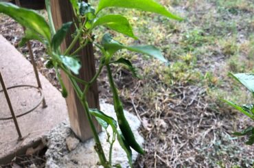 Can any pepper planters tell me why this Serrano grew in like this?