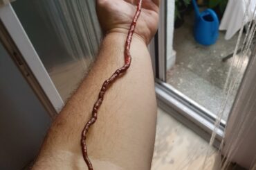 TML🌶️
