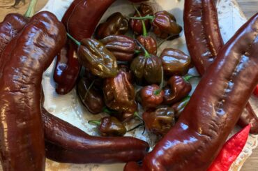 Chocolate habs, some ghost peppers, and some unidentified peppers. The lady at the market said they were “like poblanos”. Anybody know?