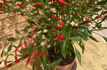 Hey what type of chilli is this please? Bought From London. They are the size of the large finger nail. May be Birdseye?