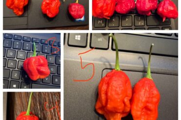 I need help identifying these peppers please. They are Carolina reapers, moruga minsters, or 7pot primos. I mixed them up and can’t remember. Thank you.