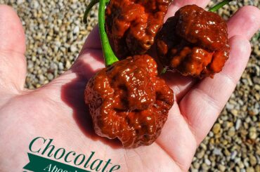 One of the spiciest peppers I grow