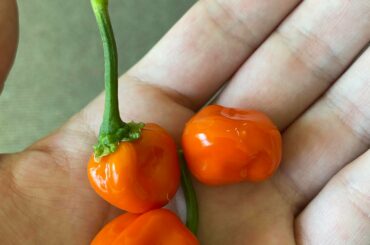 First Ever Indoor Harvest! There’s more that are bigger on the plant, I just hope they ripen here soon.