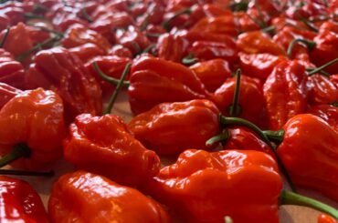 A carpet of Dorset Naga.
