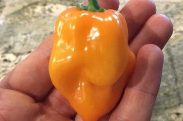 The perfect Spice Bomb