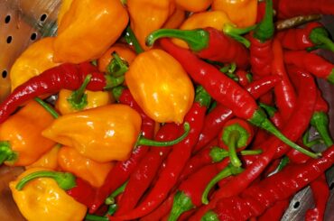 Last spicy harvest before the forecasted 29°F hits tonight.