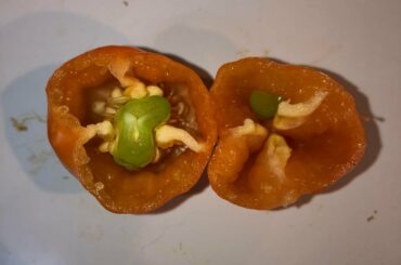 I think I found a Habanero growing inside of another Habanero...?